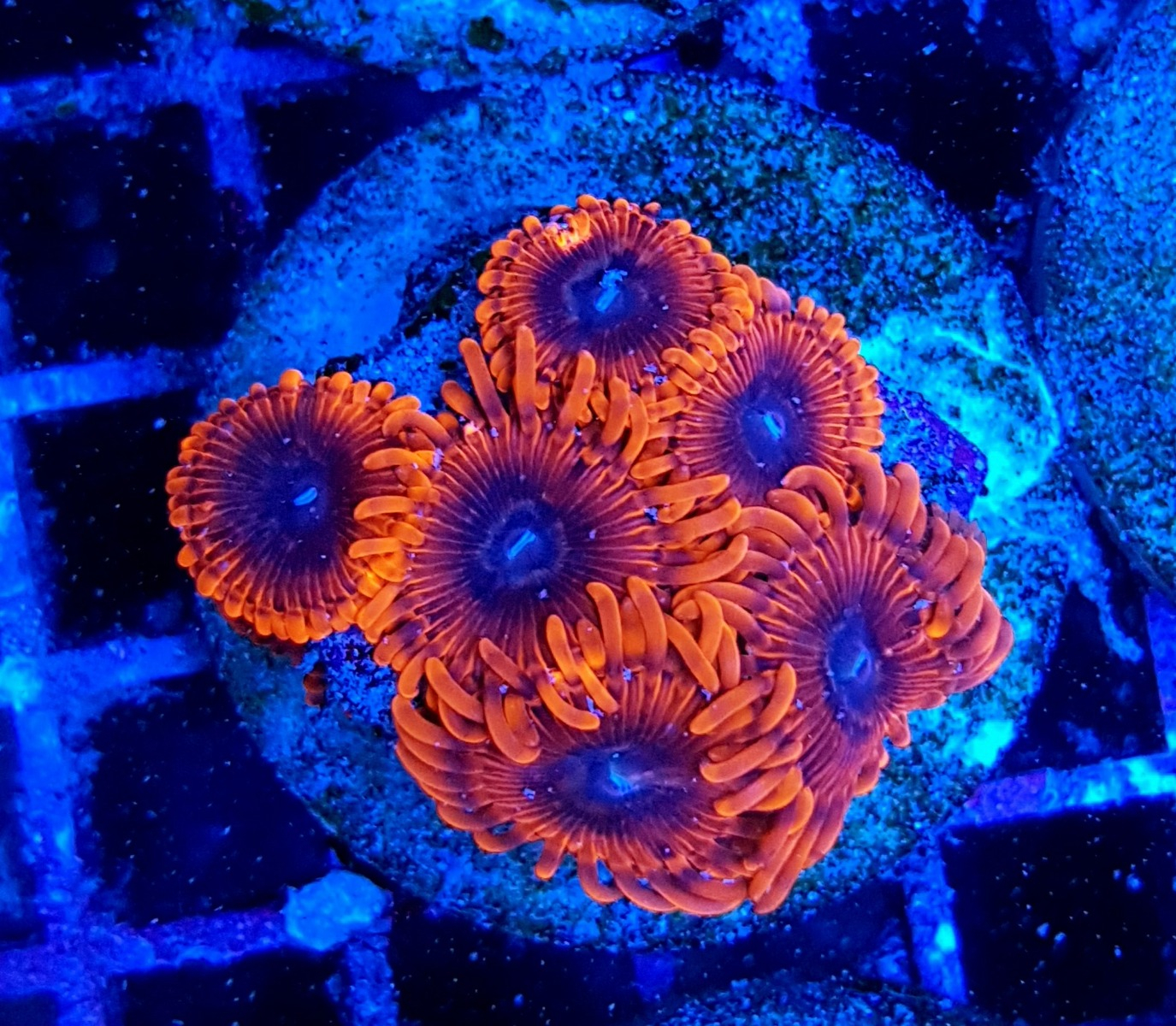Zoanthus Lunar Eclipse Zoanthus Corals Zoanthus Lunar Eclipse Zoanthus Corals