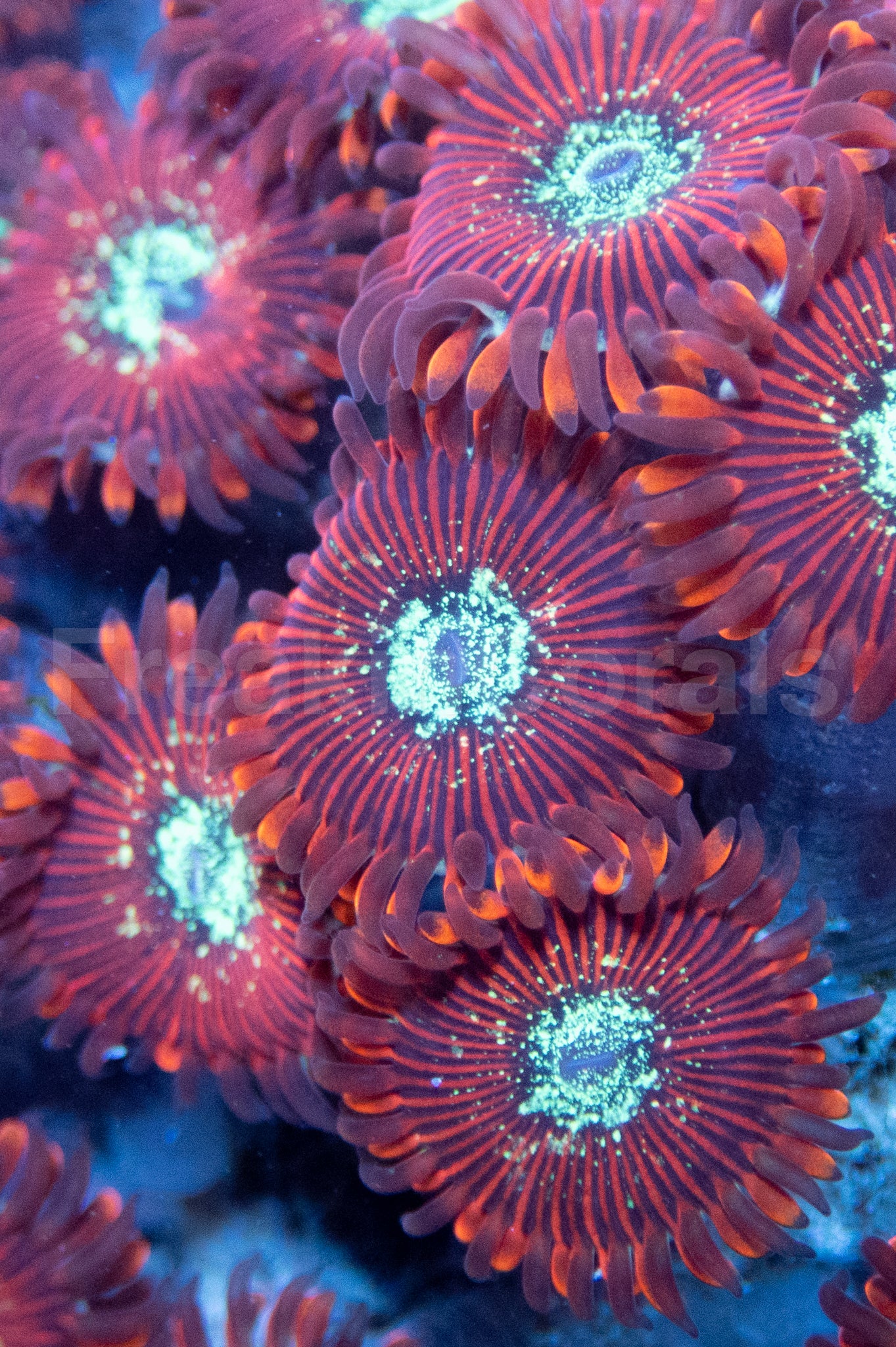 Zoanthus Magicians Zoanthus Corals Zoanthus Magicians Zoanthus Corals