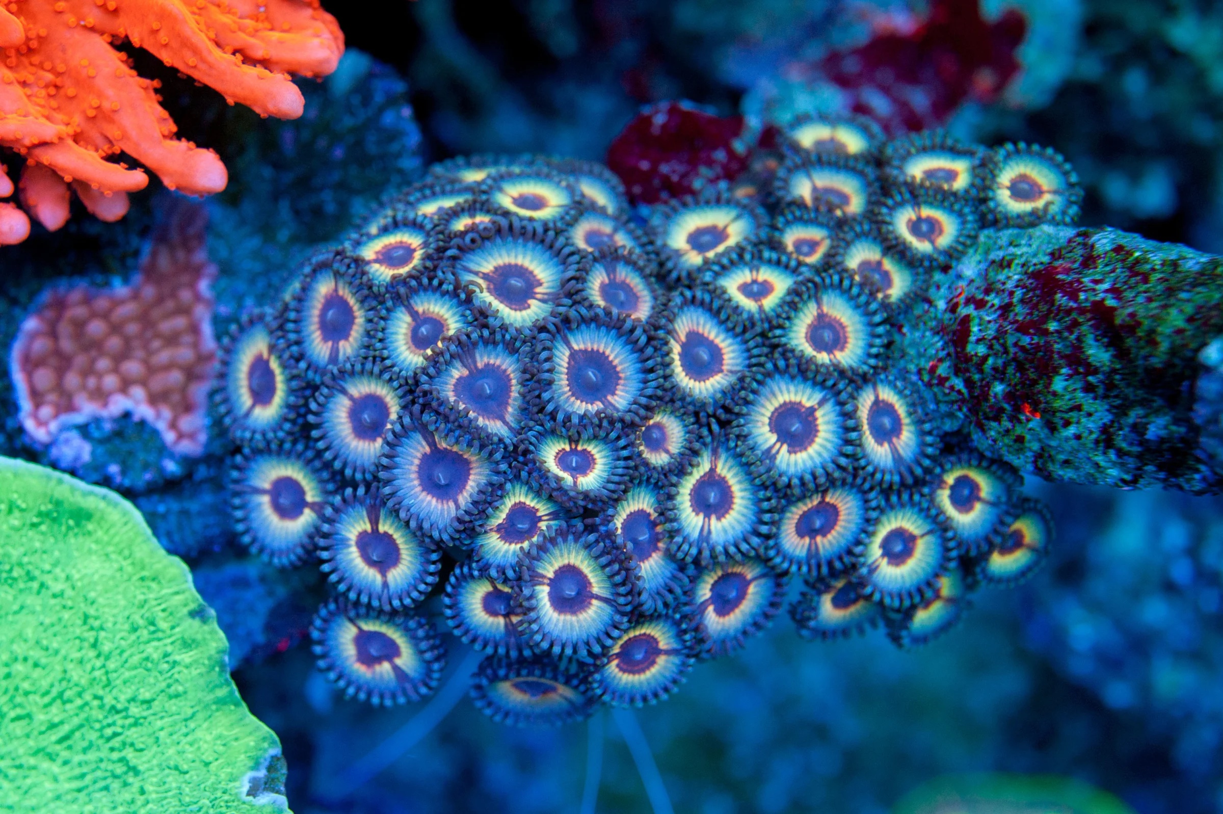Zoanthus Sonic Flare Zoanthus Corals Zoanthus Sonic Flare Zoanthus Corals