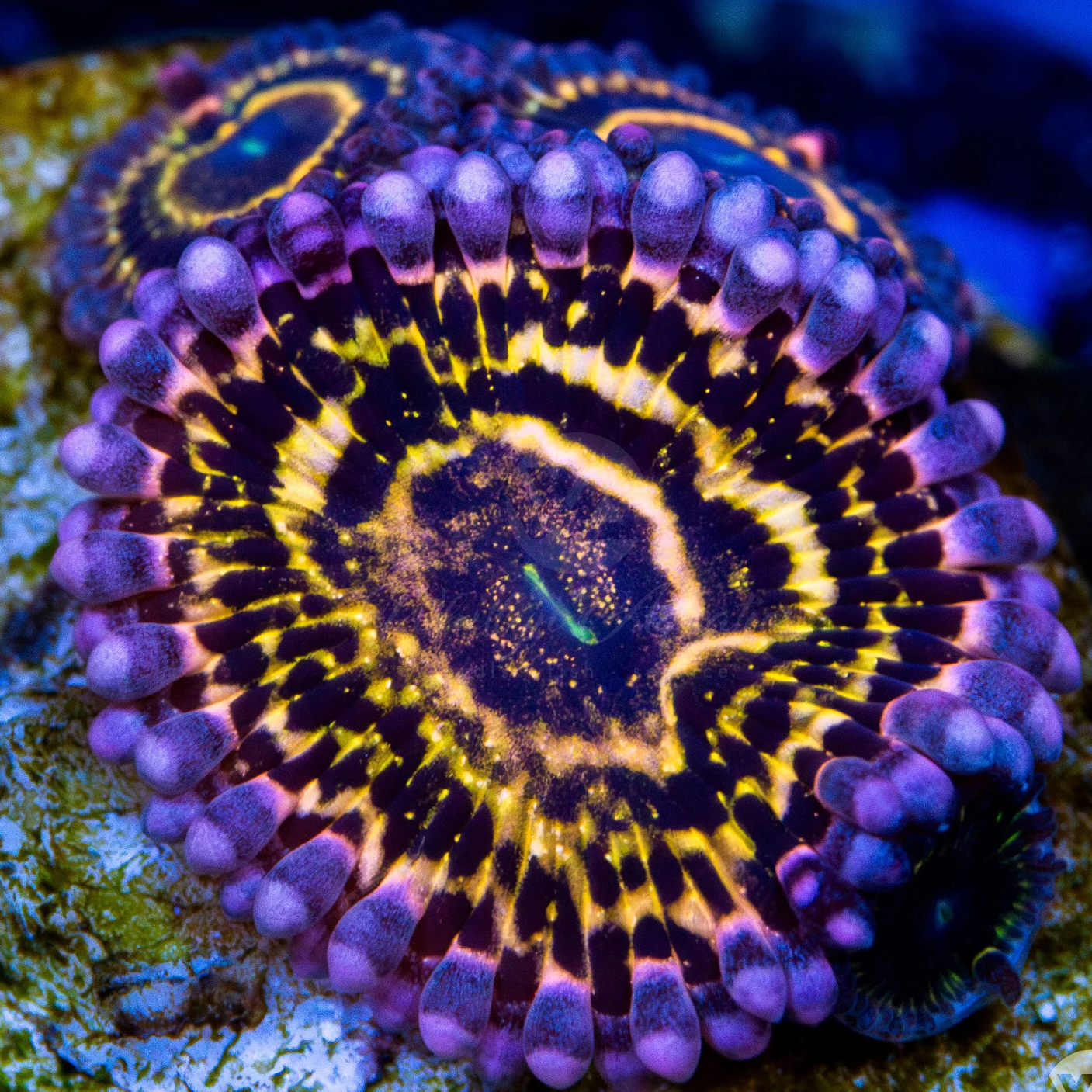 Zoanthus Stratosphere Zoanthus Corals Zoanthus Stratosphere Zoanthus Corals
