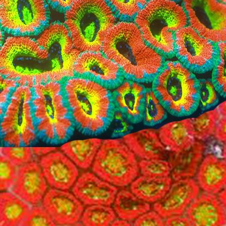 Micromussa