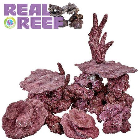 Reel Reef Rock