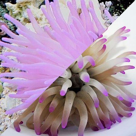 Condylactis Gigantea