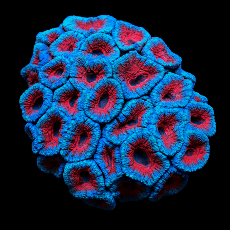 Acanthastrea lordhowensis (Rood) M (Ong. 6-7 cm)