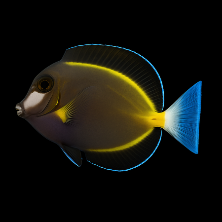 Acanthurus japonicus (Powder Brown Surgeonfish) XL