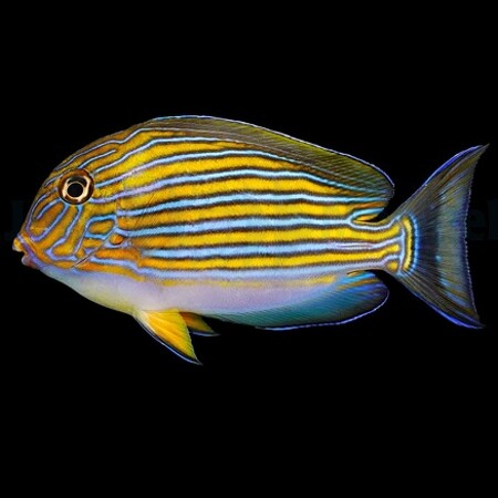 Acanthurus lineatus M