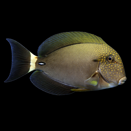 Acanthurus maculiceps (White-headed surgeonfish) M