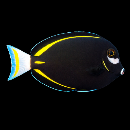 Acanthurus nigricans (Velvet Surgeonfish) L