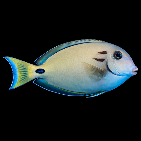 Acanthurus tennentii (Double-banded Doctor's) L