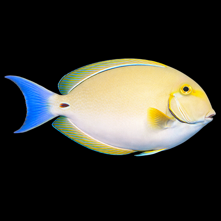 Acanthurus xanthopterus (Yellowfin Surgeonfish) L