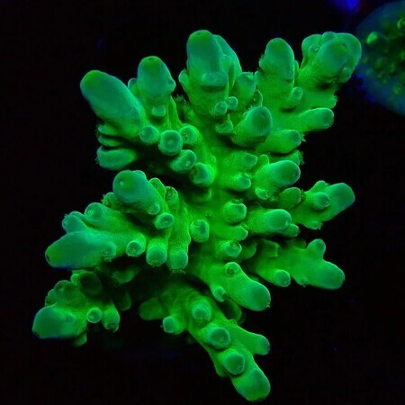 Acropora Austera Neon Groen S (Ong. 4-5 cm)