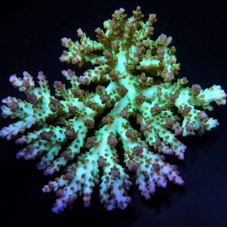 Acropora Desalwii L (Long. 8-9 cm)