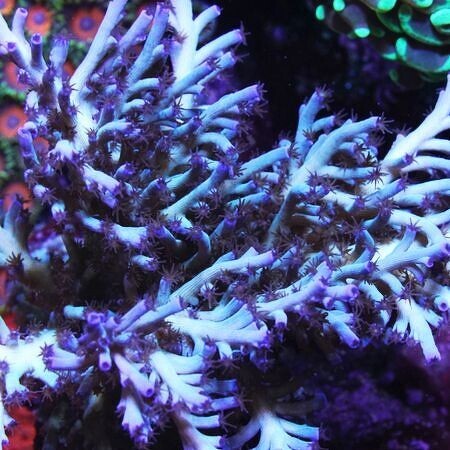 Acropora Echinata IceFire XL (Approx. 9-10 cm)