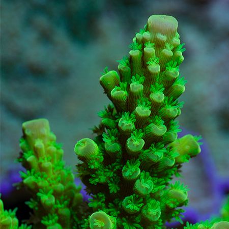 Acropora Formosa Groen XL (Apporx. 10-11 cm)