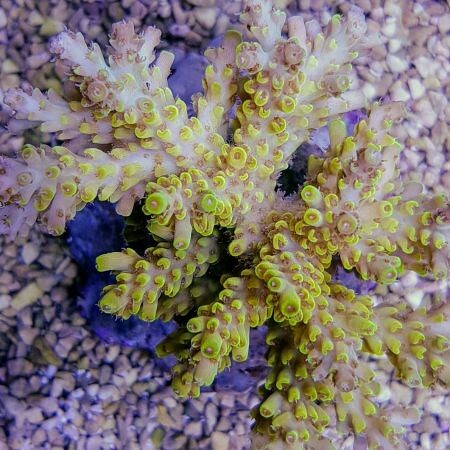 Acropora Latistella XL (Approx. 10+cm)