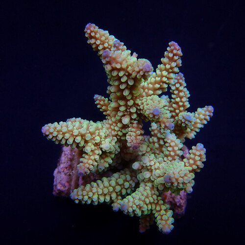 Acropora Nasuta M (Ong. 6-7 cm)