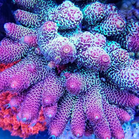 Acropora Spathulata Ultra XL (Approx. 10+ cm)