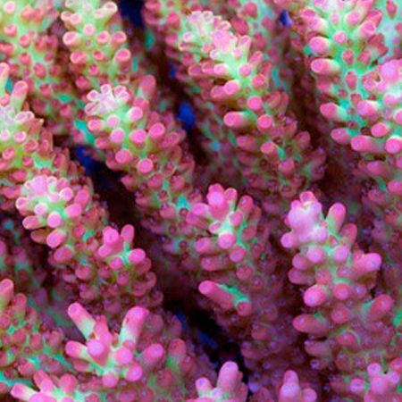 Acropora Strawberry Shortcake S (Appox. 4-5 cm)