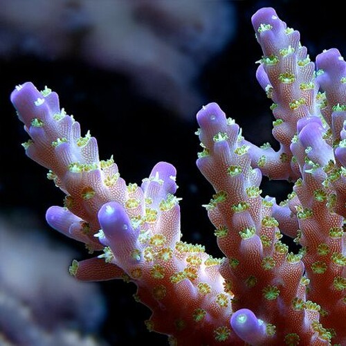 Acropora Valida XL (Length 10-11 cm)