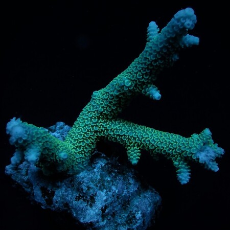 Acropora abrolhosensis S (Ong. 4-5 cm)