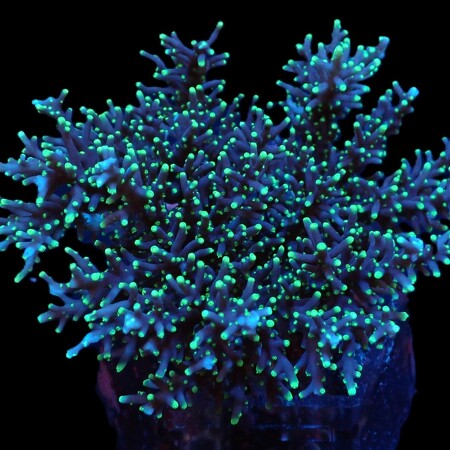 Acropora carduus L (Ong. 8-9 cm)