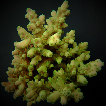 Acropora loripes S (Ong. 4-5 cm)
