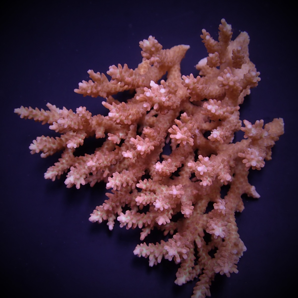 Acropora microclados Frag (Ong. 2-3 cm)