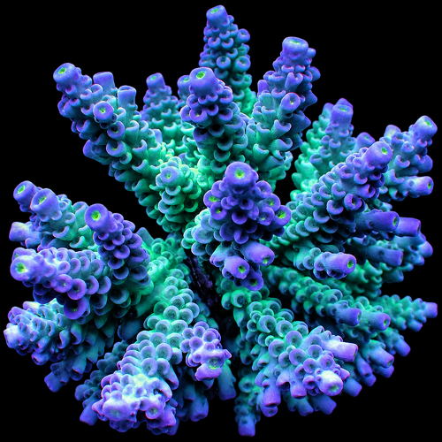 Acropora tenuis (Grade A) XL (Ong. 10-12 cm)