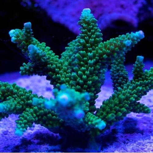 Acropora yongei XL (No. 10-12 cm)