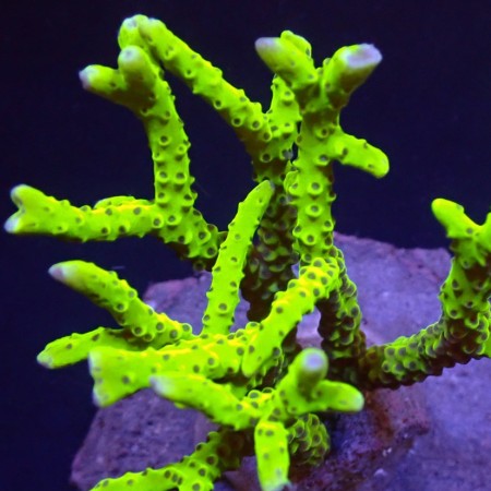 Anacropora Yellow/Green L (Ong. 8-9 cm)