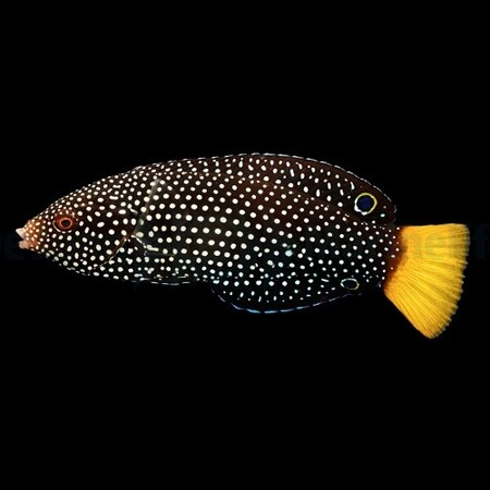 Anampses meleagrides L (Yellow Jewel Wrasse)