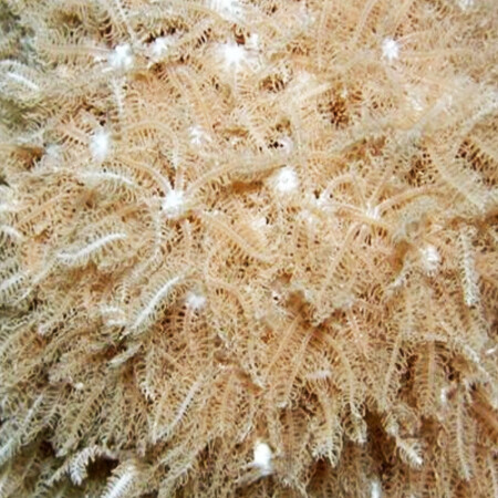 Anthelia Glauca XxL (21-30 polyps)