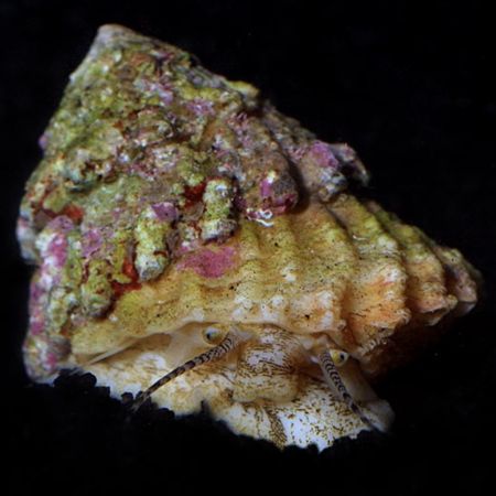 Astrea (Spiny shell snail)