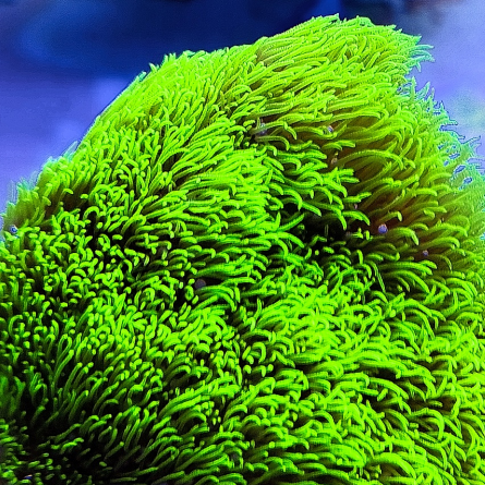 Briareum spp Ultra Toxic Green (Starpoliep) XXL (Ong. 12-13 cm)