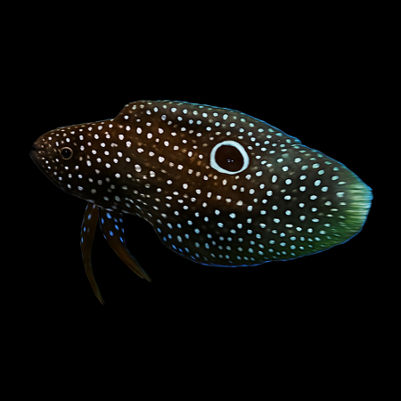 Calloplesiops altivelis (Comet/Eyespot writer) L