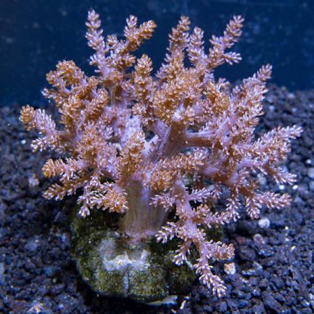 Capnella Kenya Tree Roze XL (Approx. 20 cm)