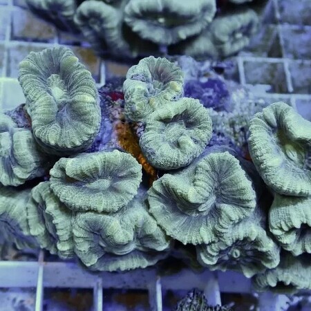 Caulastrea Green M (6-8 heads)