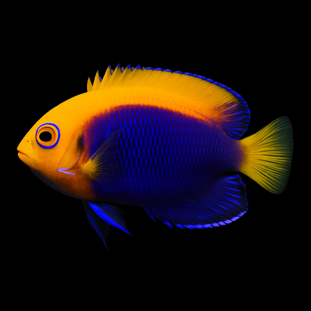 Centropyge acanthops (Orangeback Angelfish) M