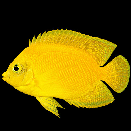 Centropyge heraldi (Yellow Angelfish) L