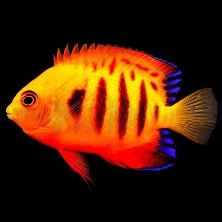 Centropyge loricula (Flame-winged squirrel) M