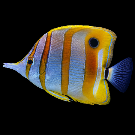 Chelmon rostratus – Copperband Butterflyfish M