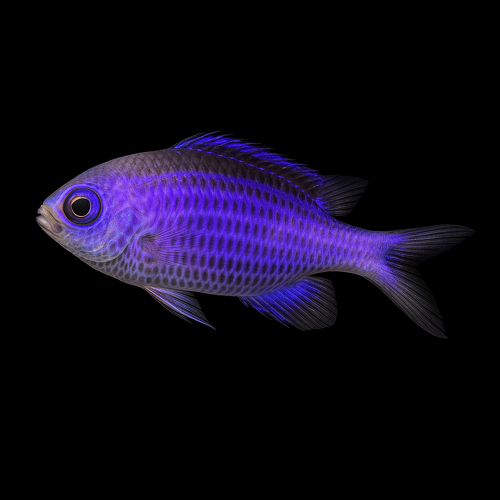 Chromis cyanea (Blue Chromis) (M/L)