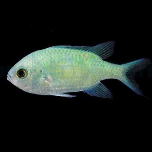 Chromis viridis – Blue Green Damselfly (XL)