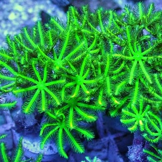 Clavularia spp (Ultra Neon Green) XL (10-11 polyps)