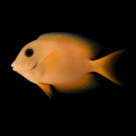 Ctenochaetus binotatus (Blue-eyed Bristletooth) M