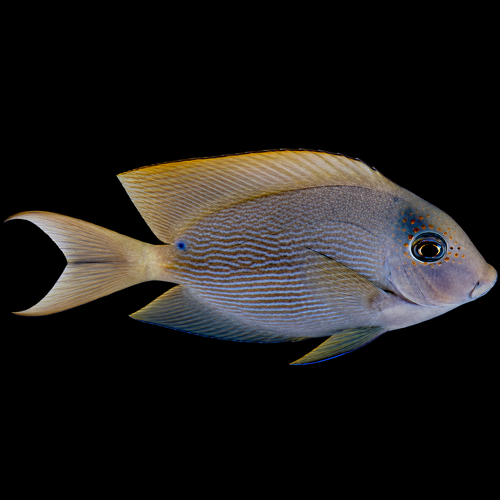Ctenochaetus striatus M