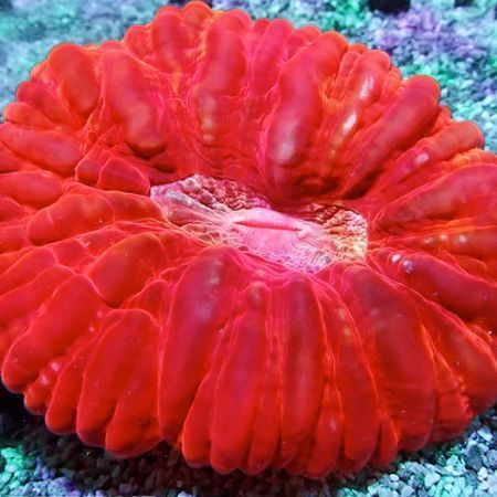 Cynarina Lacrimalis Ultra Red  XL (9-10 cm) SUPERDEAL