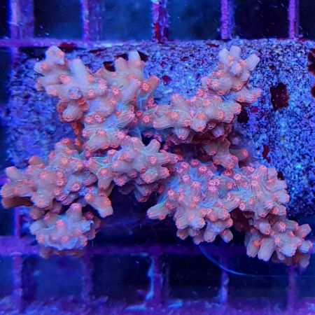 Cyphastrea Decadia L (Ong. 7 - 8 cm)