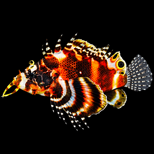 Dendrochirus biocellatus S/M