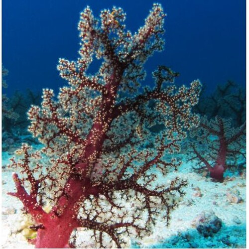 Dendronephthya Rood XL (Approx. 20 cm)